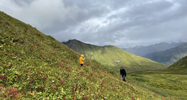 Hatcher Pass in Alaska: Blueberry Picking In The Fall